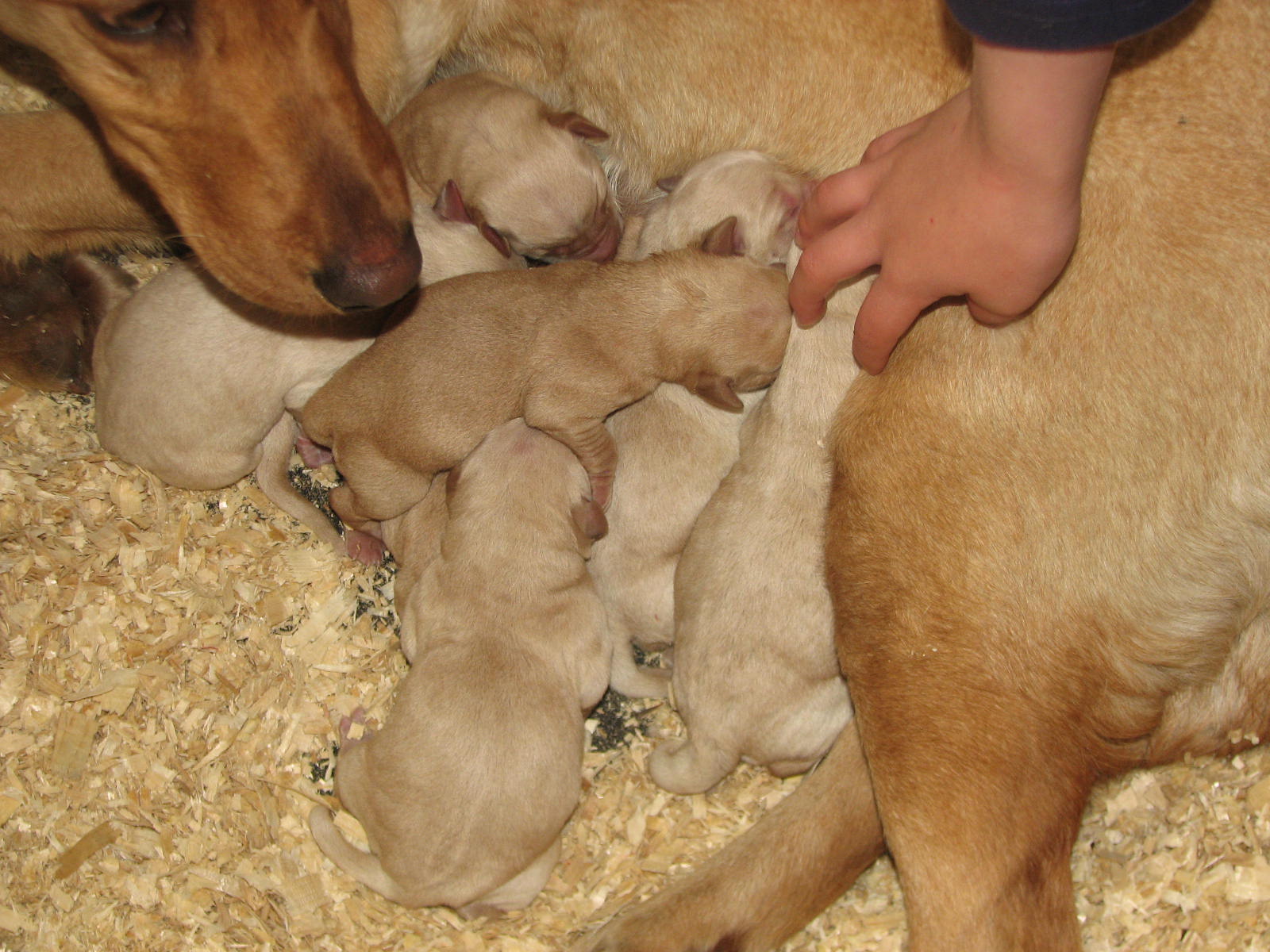 Amber pups